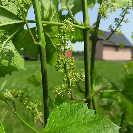 Prázdninový dům Winnica Zatorska Olszyny (Chrzanow)