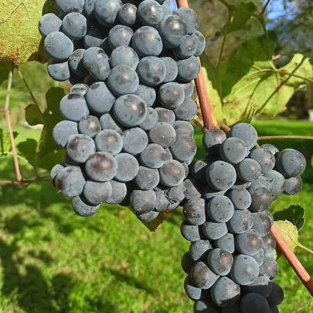 Winnica Zatorska Vakantiehuis *