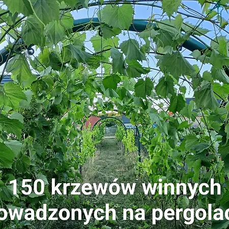 Winnica Zatorska * Olszyny (Chrzanow)